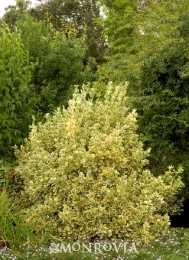 Euonymus 'Silver King'