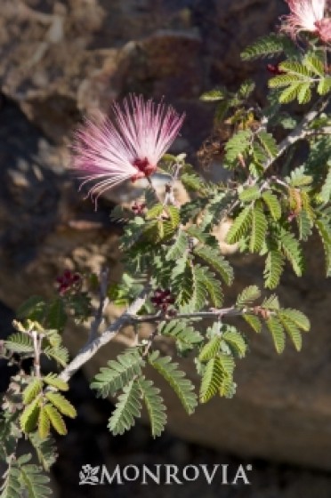 Fairy Duster 'Pink'