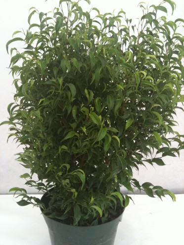 Ficus benjamina 'Mini Lucy'