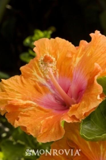 Fiesta Hibiscus