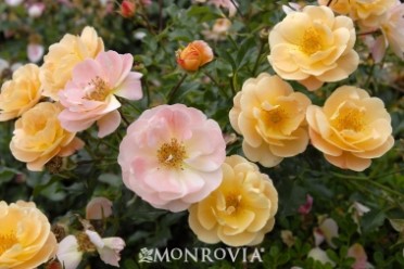 Flower Carpet® Amber Groundcover Rose