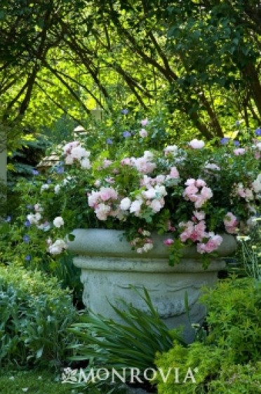 Flower Carpet® Appleblossom Groundcover Rose