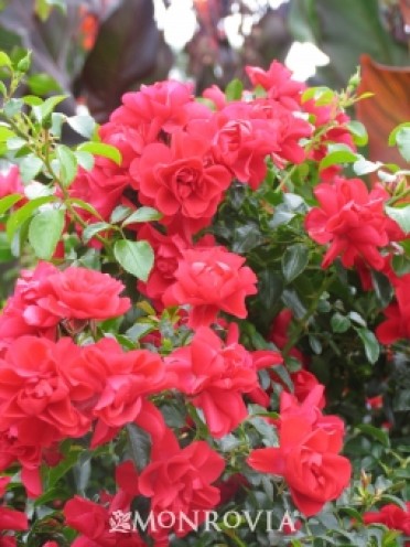 Flower Carpet® Scarlet Groundcover Rose