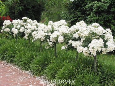 Flower Carpet® White Groundcover Rose
