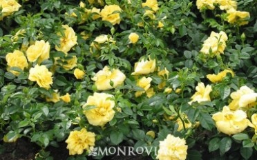 Flower Carpet® Yellow Rose