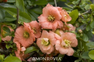 Flowering Quince 'Cameo Japanese'