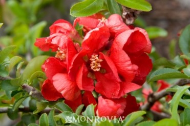 Flowering Quince 'Texas Scarlet'