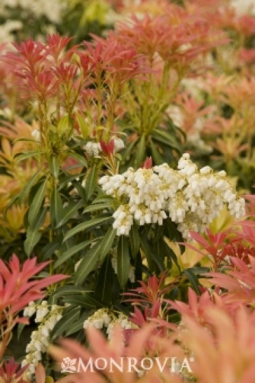 Forest Flame Lily Of The Valley