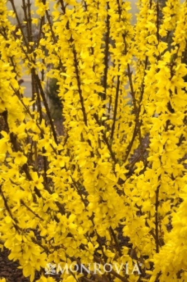 Forsythia 'Gold Cluster'