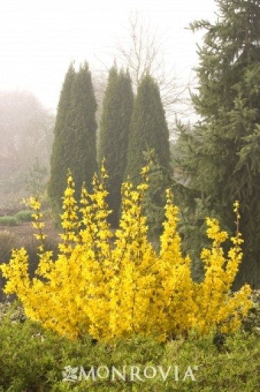 Forsythia 'Magical® Gold'