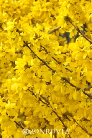 Forsythia 'Spring Glory'