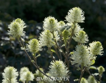 Fothergilla 'Mount Airy'