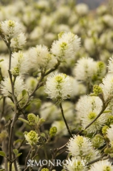 Fothergilla Dwarf 