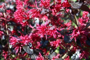 Fringe Flower 'Ever Red'