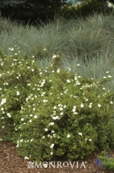 Frosty® Potentilla