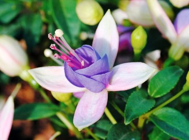 Fuchsia 'Diva White Lilac'
