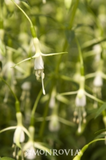 Fuchsia 'Hawkshead'