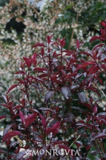 Fuchsia 'Kiwi Sheen'