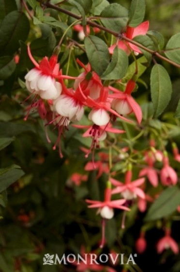 Fuchsia 'Santa Claus'