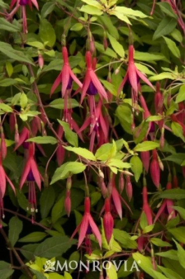 Fuchsia Hardy 