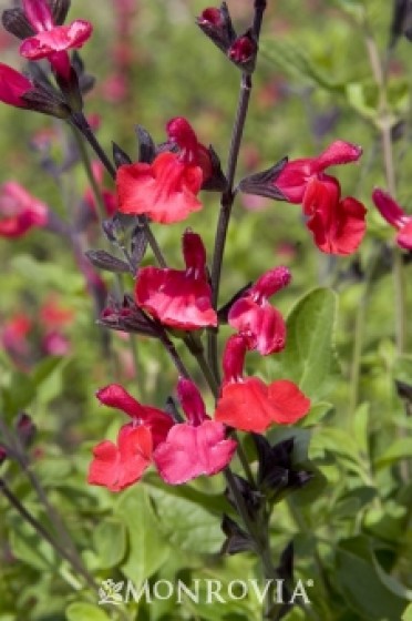 Furman's Red Autumn Sage