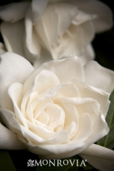Gardenia 'Everblooming (Grafted)'