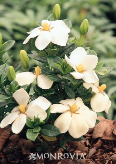 Gardenia 'Kleim's Hardy'