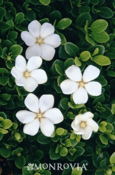 Gardenia 'White Gem'