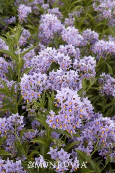 Glasnevin Chilean Potato Bush