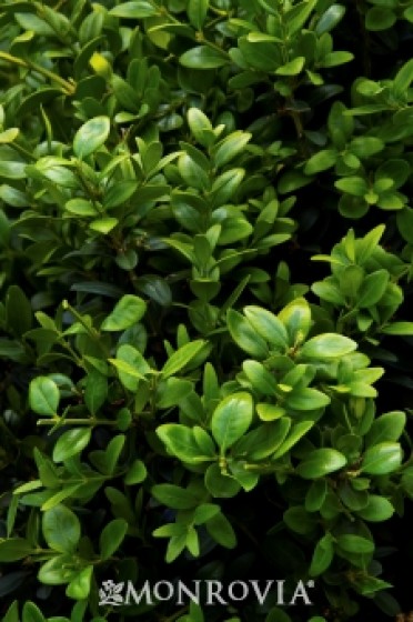 Green Tower® Boxwood
