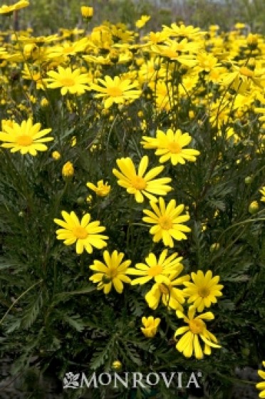 Green-Leaved Euryops