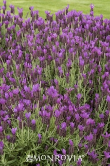 Hazel(TM) Spanish Lavender