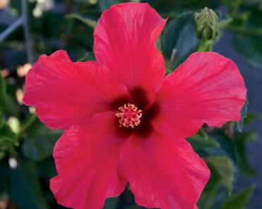 Hibiscus 'Luau Red'