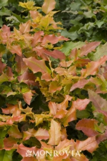 Holly 'Orange Flame Oregon Grape'