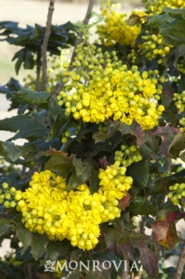 Holly 'Oregon Grape'