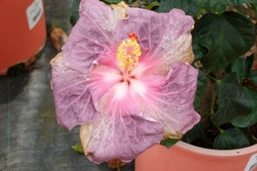 Hotbiscus 'Pompano Pink'