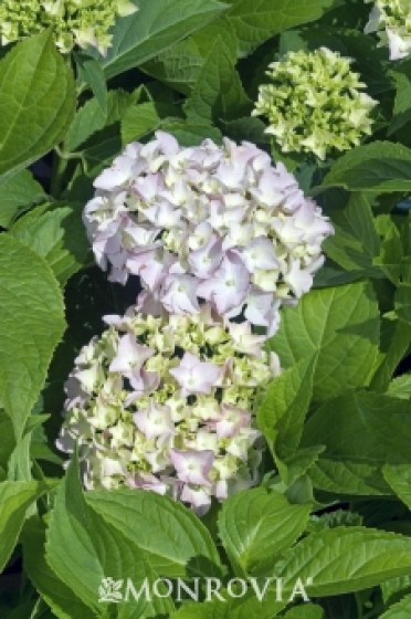 Hydrangea 'Mini Penny'