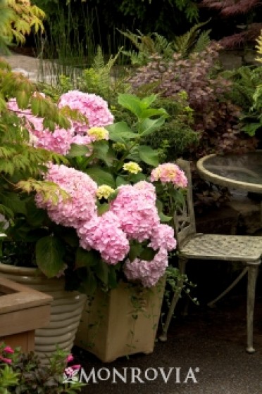 Hydrangea 'Penny Mac'