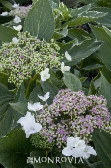 Hydrangea 'Variegated Lacecap'