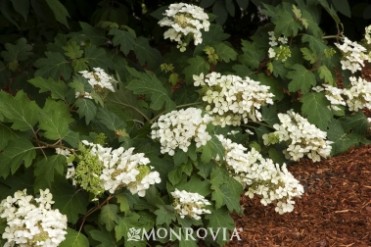 Hydrangea Oak Leaf 'Pee Wee'