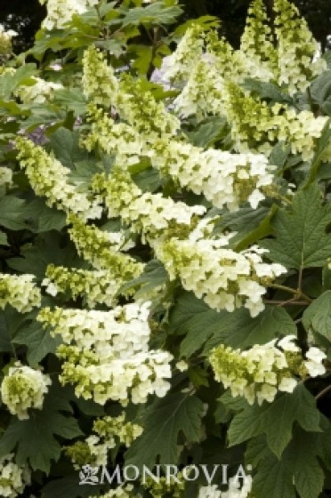 Hydrangea Oakleaf 'Snow Queen'