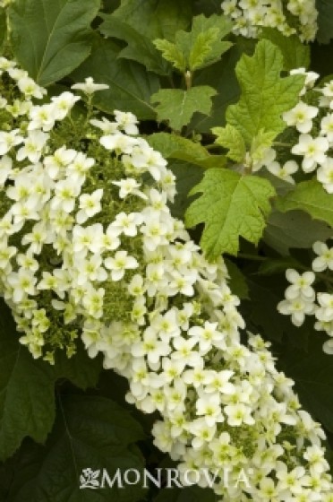 Hydrangea Oakleaf 'Snowflake'