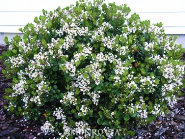 Indian Hawthorn 'Georgia Petite'