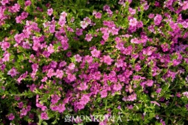 Itsy Bitsy® Rose False Heather