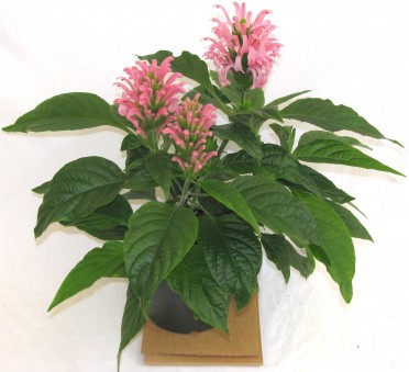 Justicia carnea 'Jacobina Pink'