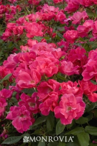 Knock Out® Shrub Rose