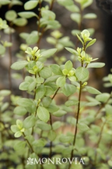 Kohuhu 'Silver Sheen'