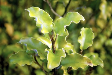 Kohuhu (Pittosporum tenuifolium)