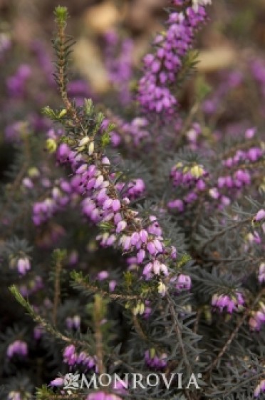 Kramer's Red Winter Heath