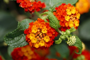 Lantana